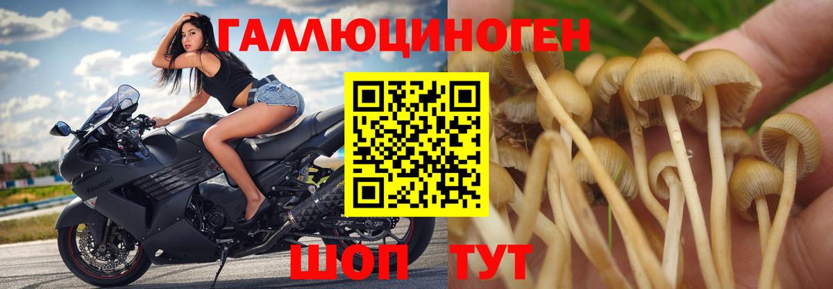Псилоцибиновые грибы GOLDEN TEACHER Маркс